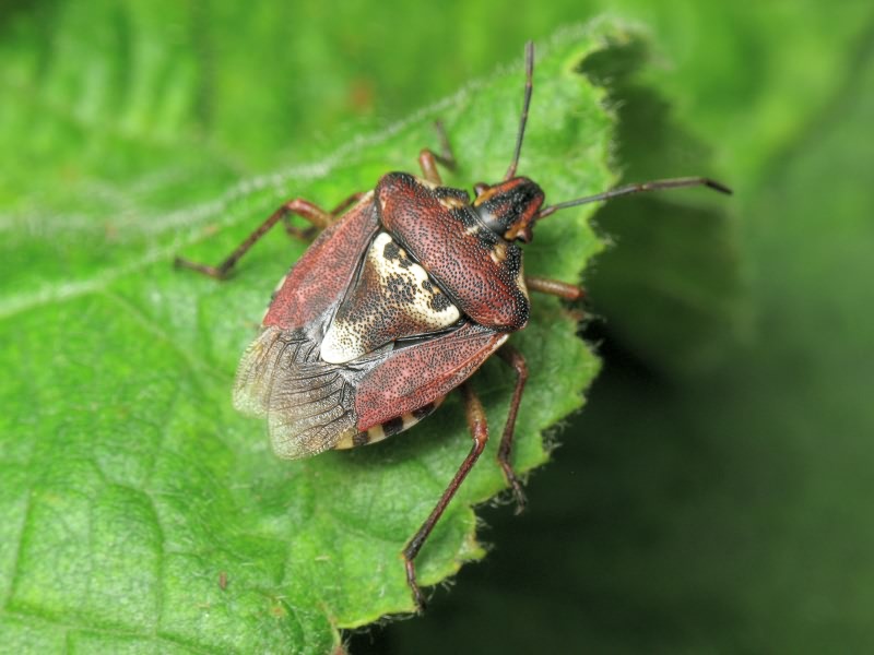 Codophila varia (Fabricius, 1787)
